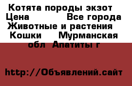 Котята породы экзот › Цена ­ 7 000 - Все города Животные и растения » Кошки   . Мурманская обл.,Апатиты г.